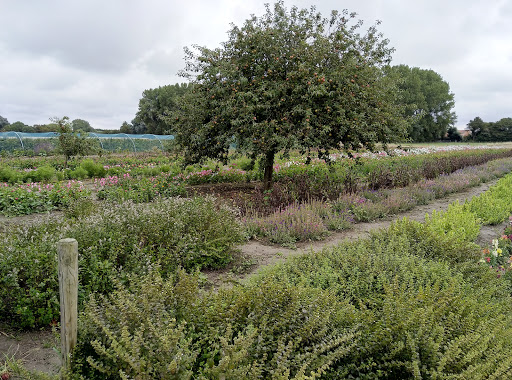 Sint Anthonijshoek