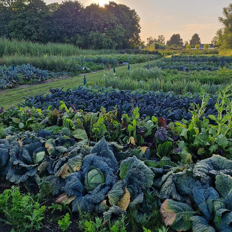 Tuinderij Geworteld
