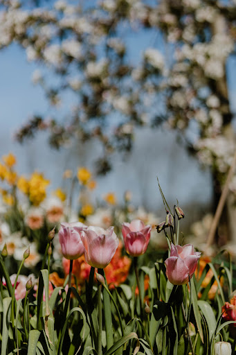 Flower Happiness | Florabel