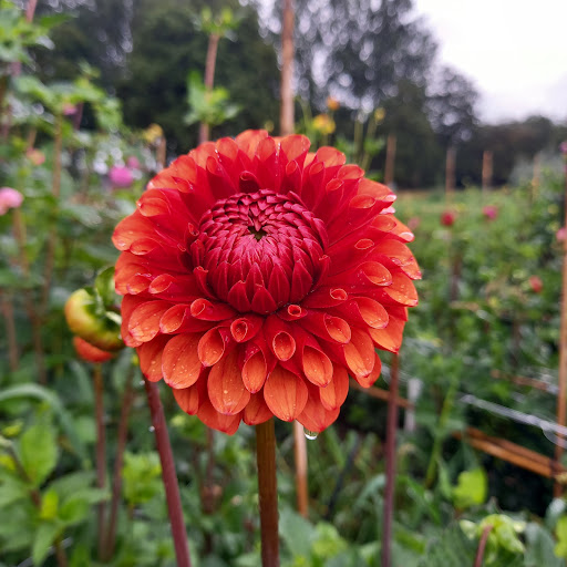 De Bloementuin Zwolle