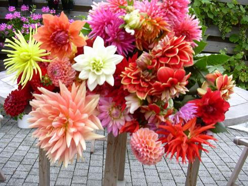 Dahliatuin Zeelanddahlia.nl