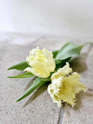 BioTulips & BioFlowers