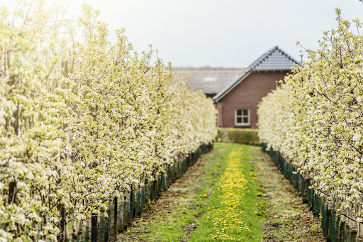 Fruitboerderij (Görtz Fruit)