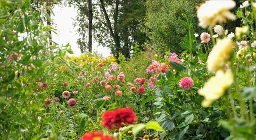Pluktuin Ravenswoud