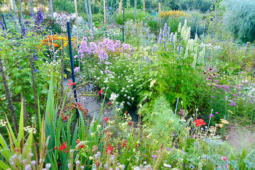 Plukjebloemen