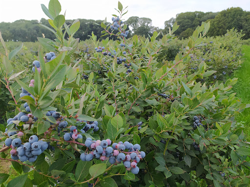 Berkenbroek Blauwe Bessen