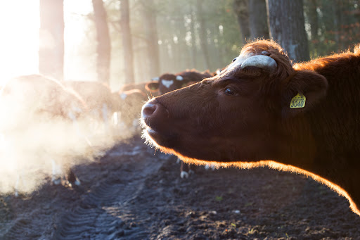 Boeren in het Bos