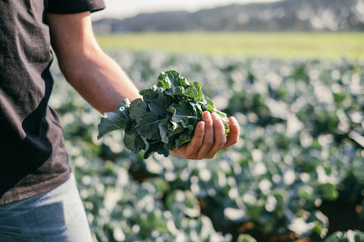 Biologische Groenten | Landzicht Biologisch