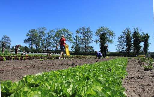 Moestuin Leyduin