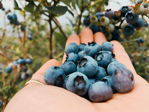 Morren's blauwe bessen pluktuin
