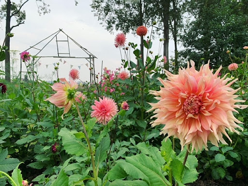 Bloemenboerderij Pluktuin Hof Zjevernie