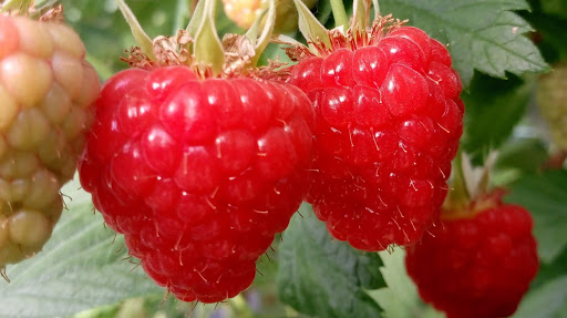 Fruitkwekerij Berkenbroek