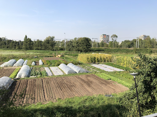 Zelfoogsttuin De Groentemeester