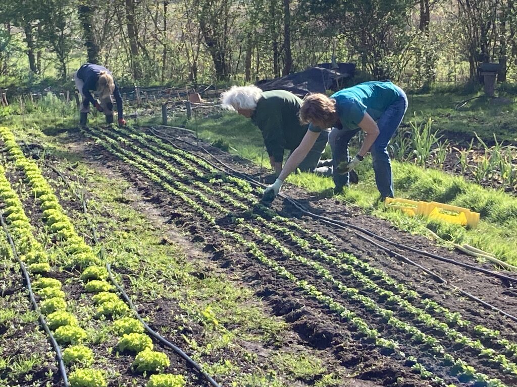 De Ommuurde Tuin