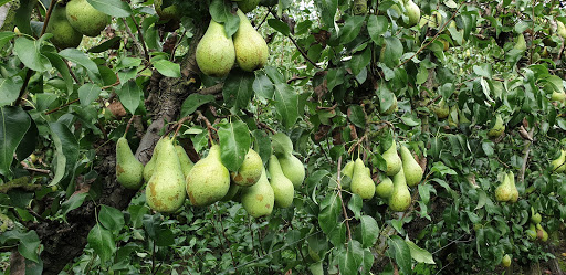 Fruitbedrijf Masteling