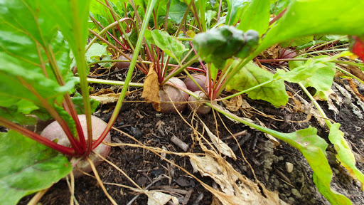 CSA tuinderij Plantalia