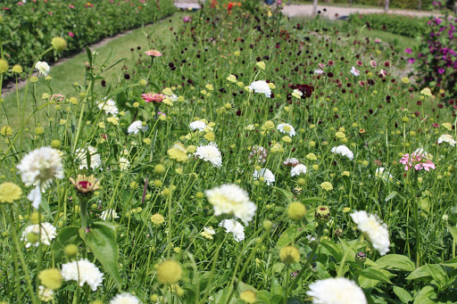 Bloemen pluktuin Essenhoeve