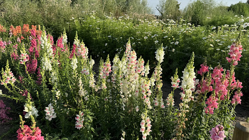 Bij ons in de tuin