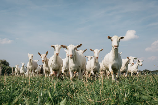De Mèkkerstee - geitenboerderij en kaasmakerij