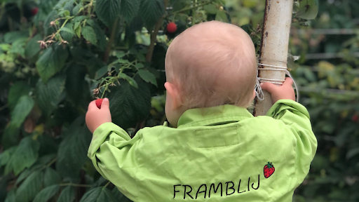 Plukkerij Framblij