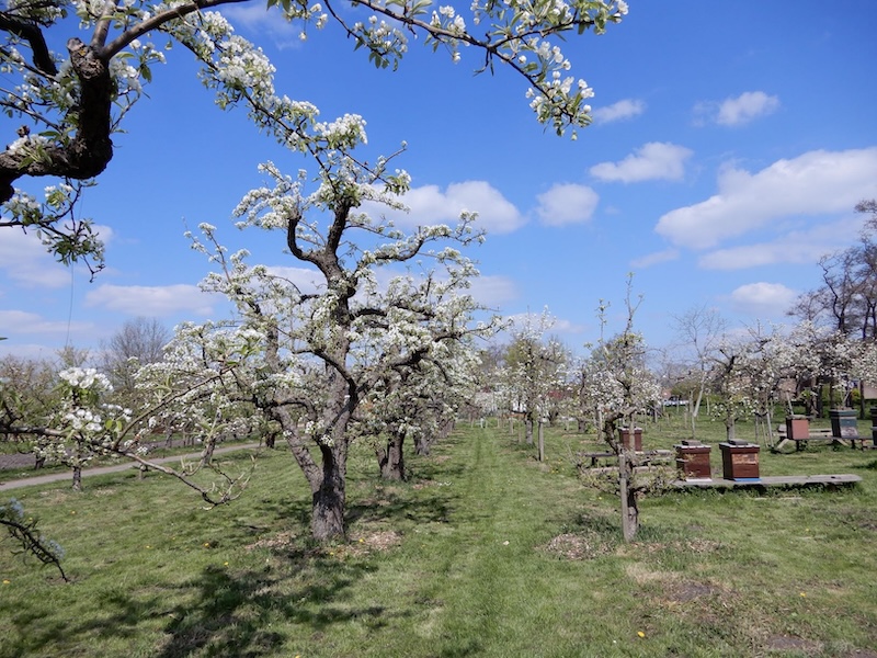 Buurttuin Zoete Aarde