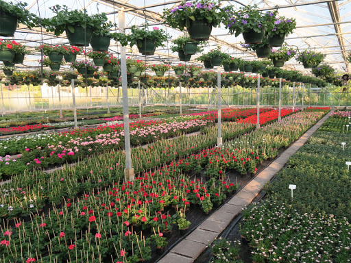 Eric Sleutjes Bloemen en Planten