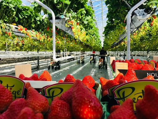 Vriend Aardbeien