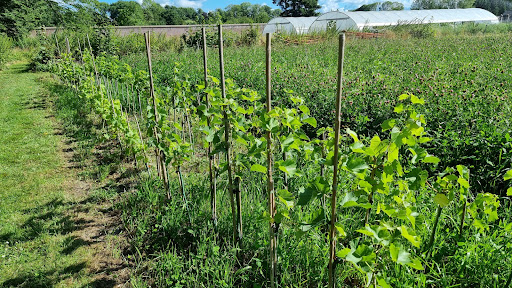 Moestuin de Haar