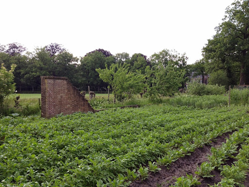Tuinderij Eyckenstein, Biologische groenten