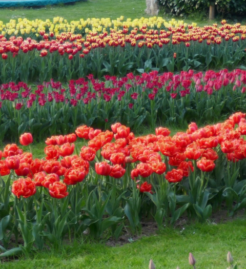 Bloemetje Geluk
