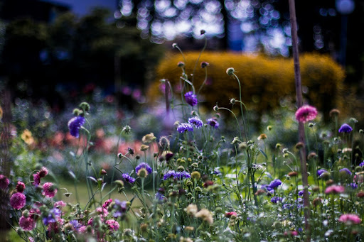 Bloemenpluktuin Eikenburg