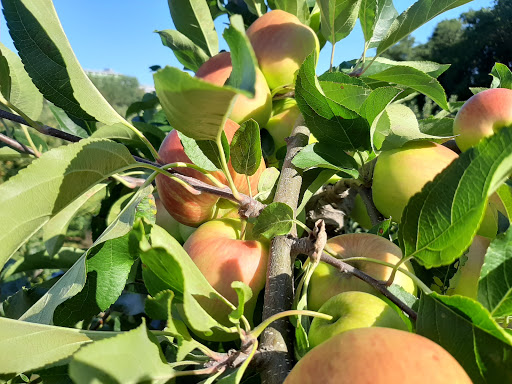 FrankenFruit