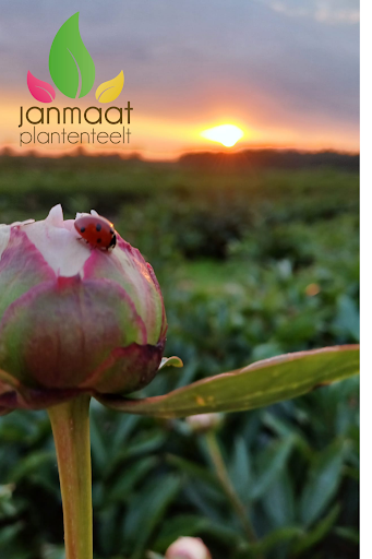 Janmaat Plantenteelt