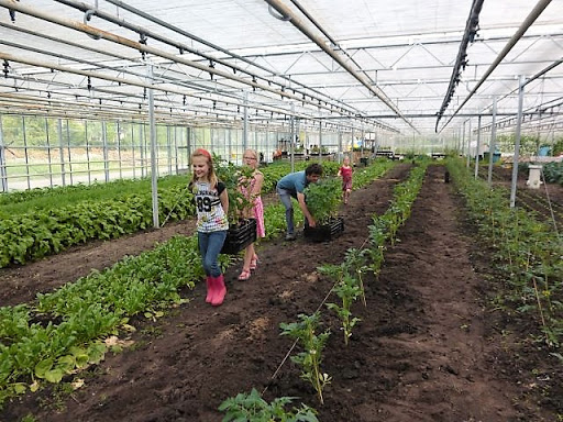 Wij Telen Groente in de Kas