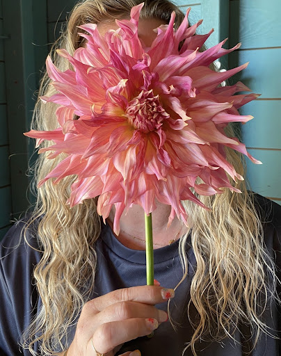 Dahlia Pluktuin de Kleurenpracht