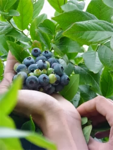 Jan Janssen Fruitbedrijf