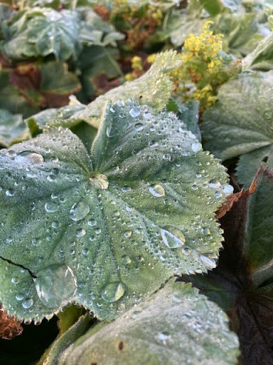 Marja's Bloemenpluktuin