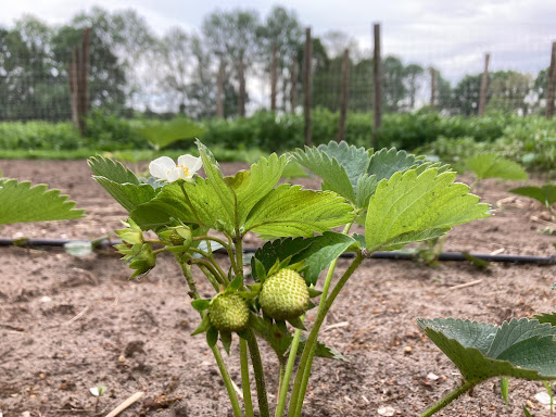 De Tovertuin' (zelfoogst groenten)