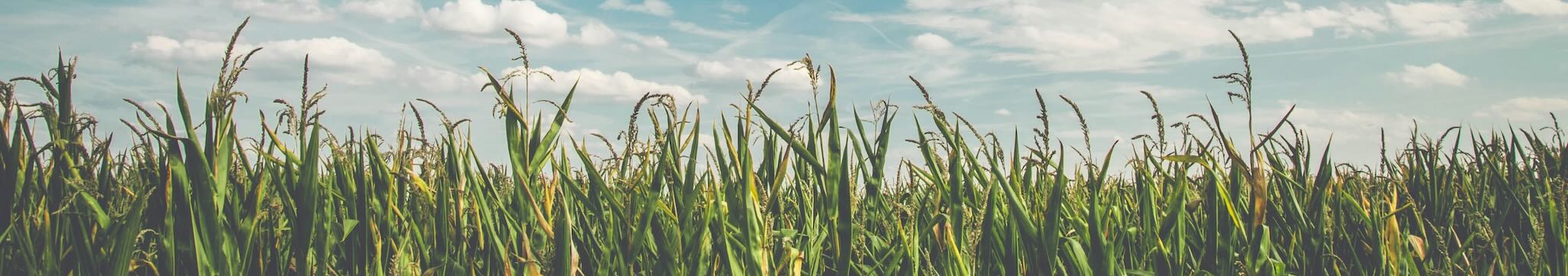 Maïsveld klaar om te plukken